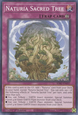 Naturia Sacred Tree (SDBT-EN037) [Common] - Yu-Gi-Oh!